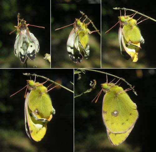 Colias hyale